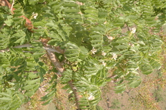Millettia racemosa